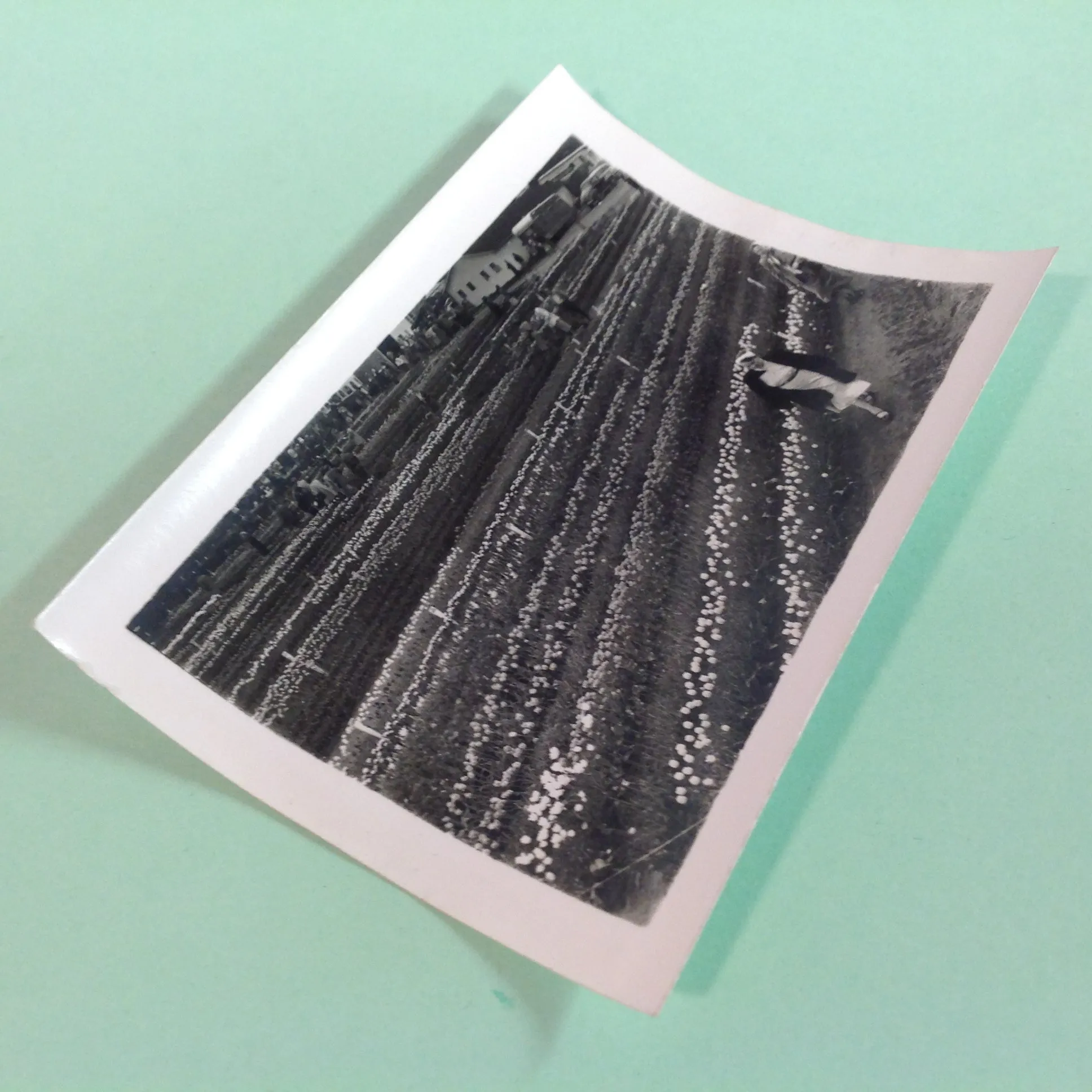 Vintage Mid Century B&W Photo Holland Michigan Tulip Festival Fields of Flowers
